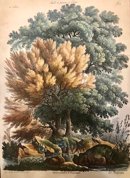 Boisseau Henri (1794-1848) Saule de prairie et Orme 1828 Parigi